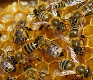 Bees on a honeycomb.