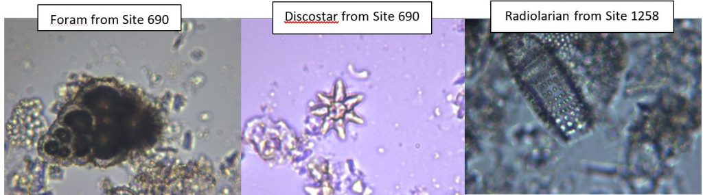 Foram from Site 690; Discostar from Site 690; Radiolarian from Site 1258.