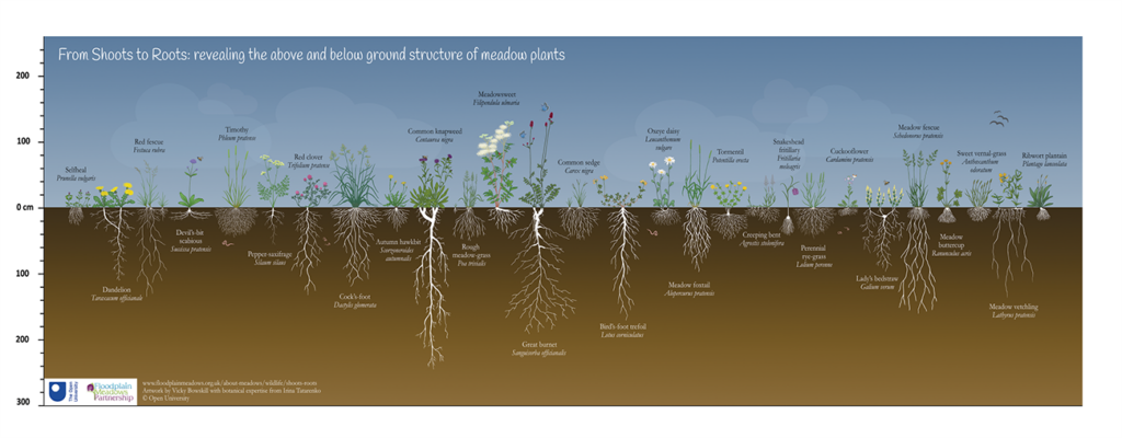 This is an infographic showing a meadow as a community of perennial herbaceous plants. The aboveground parts of the plants are seasonal and short-lived. The long life of meadow species (which can be 10-70 years) relies on their below ground organs (roots, rhizomes, etc.).