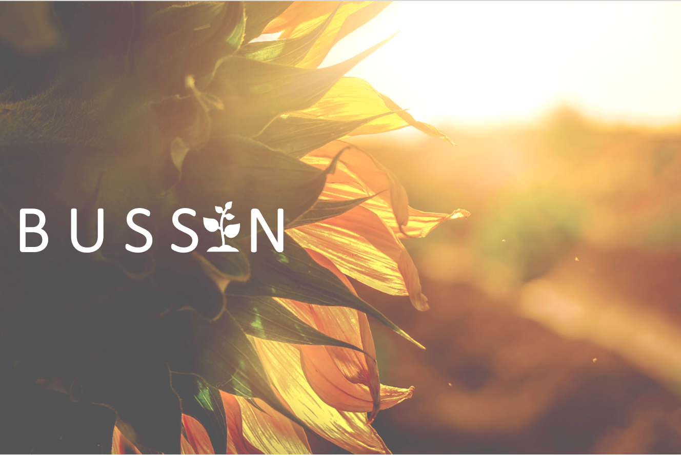 sunsets sunflowers backlit with BUSSIN text in the front