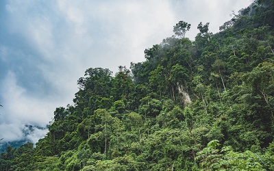 This photo shows a lush, green rainforest. The sky is blue behind it with whisps of clouds but the light suggests to the viewer that a storm may soon be coming