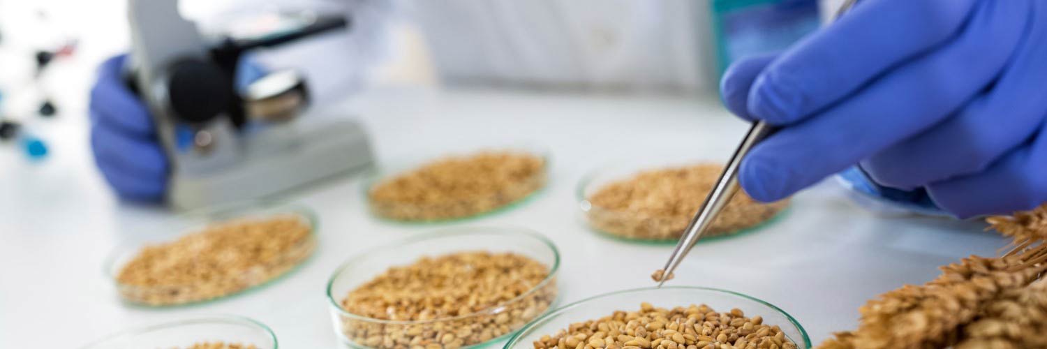 Scientist examining grain samples with a microscope