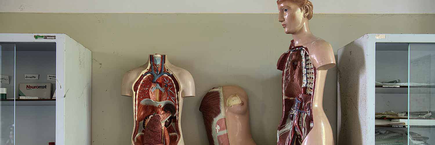 Array of anatomical models used by students