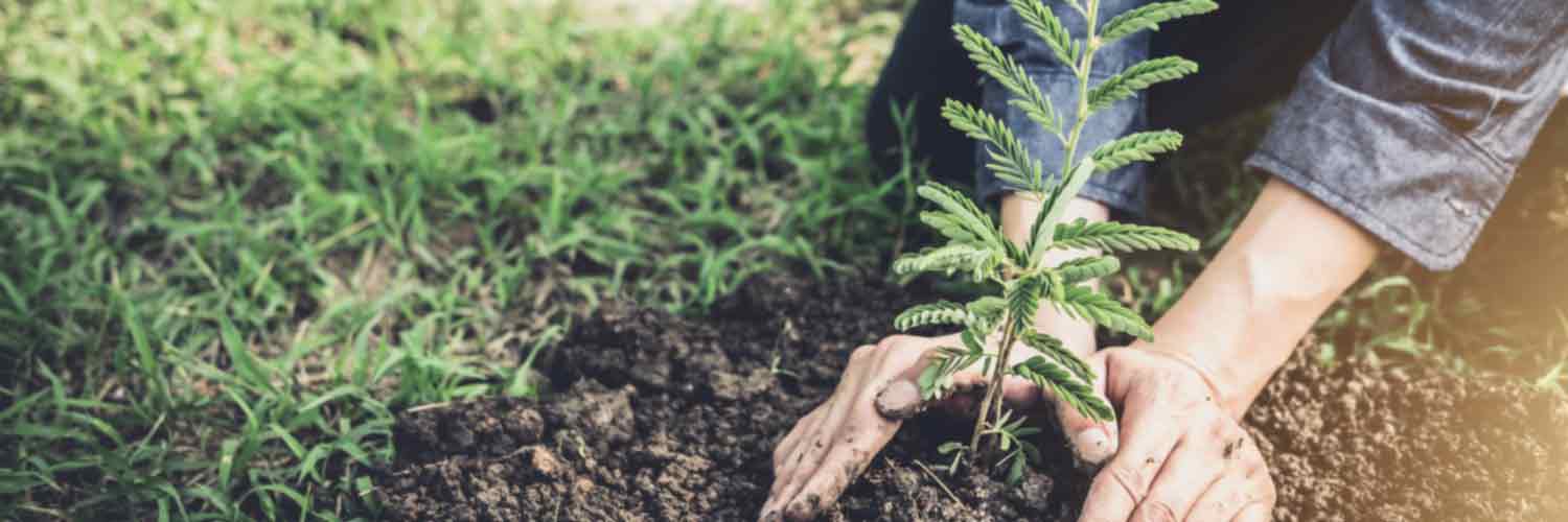 A view of hands planting a shrub in the ground