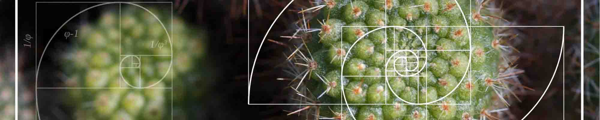 A representation of fractals in nature, in this case, a cactus
