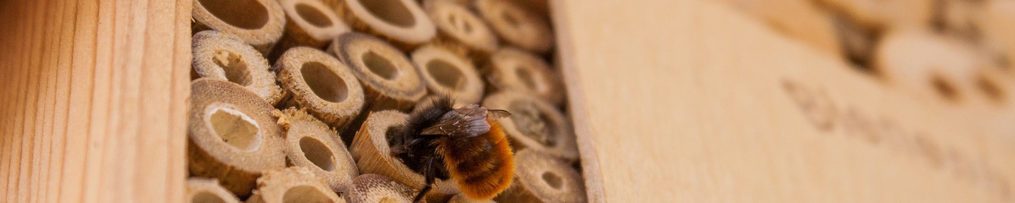 Bee investigating a bee hotel