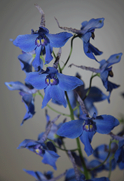 Blue flowers on a mid grey background