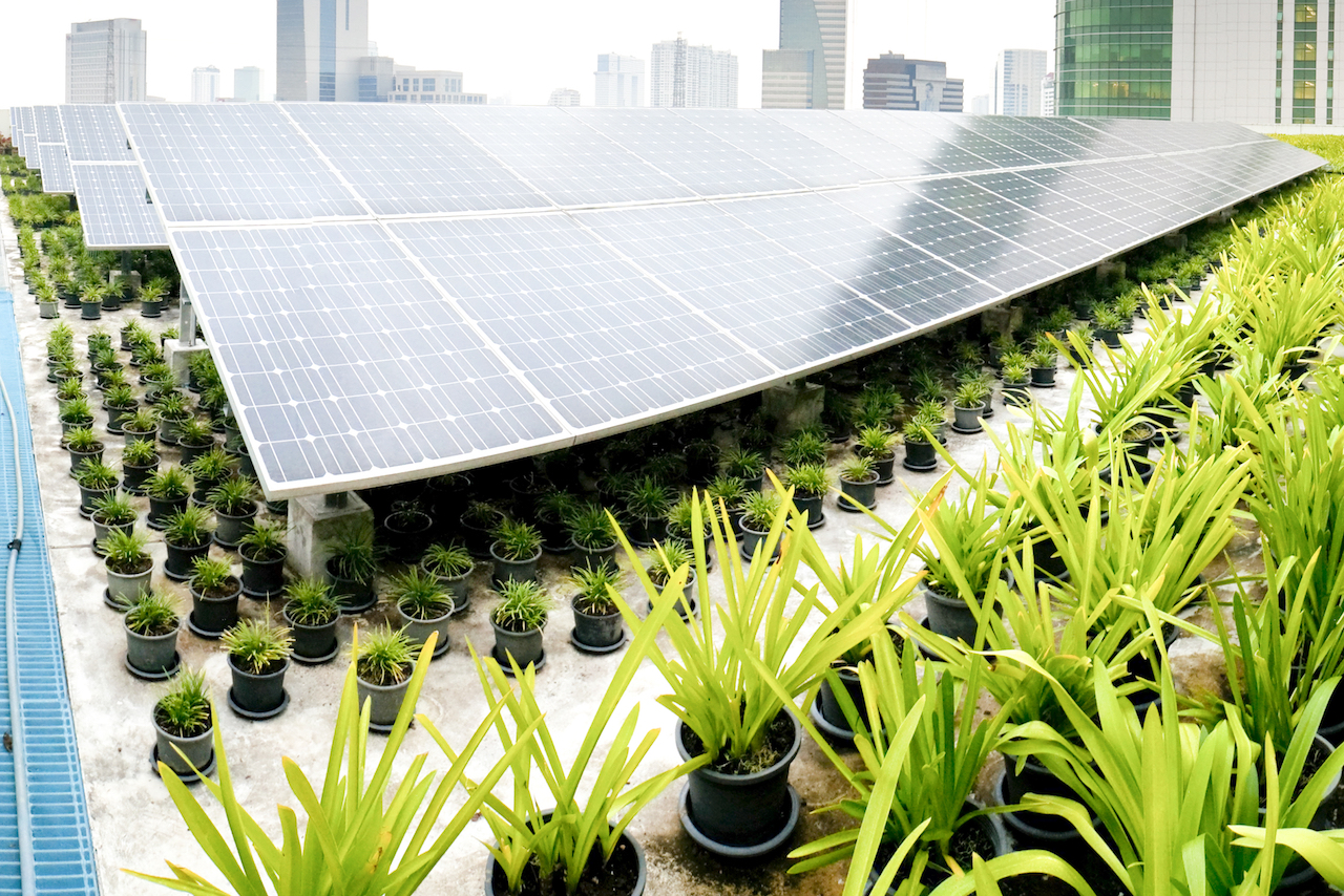 Image of solar panels and growing plants