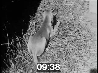 clicking on this image will launch a new video player window playing at this point (ie 9 minutes and 38 seconds) from the start of the video