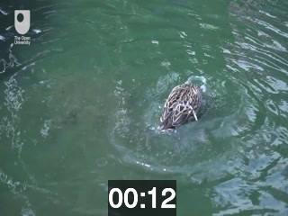clicking on this image will launch a new video player window playing at this point (ie 12 seconds) from the start of the video