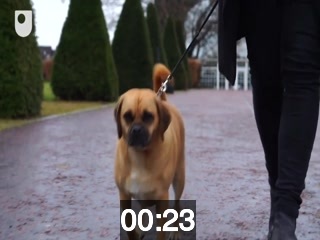 clicking on this image will launch a new video player window playing at this point (ie 23 seconds) from the start of the video