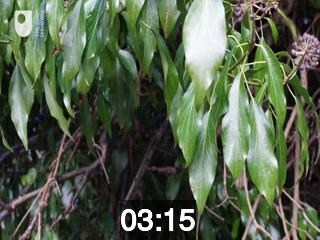 clicking on this image will launch a new video player window playing at this point (ie 3 minutes and 15 seconds) from the start of the video