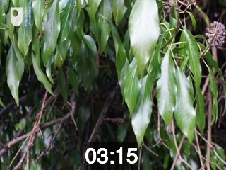 clicking on this image will launch a new video player window playing at this point (ie 3 minutes and 15 seconds) from the start of the video