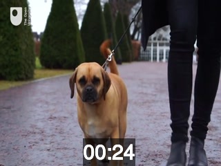 clicking on this image will launch a new video player window playing at this point (ie 24 seconds) from the start of the video