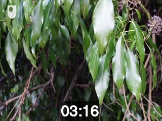 clicking on this image will launch a new video player window playing at this point (ie 3 minutes and 16 seconds) from the start of the video