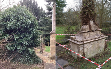 Photograph of the ivy that was covering the tomb and what it looks like now the ivy has been removed.