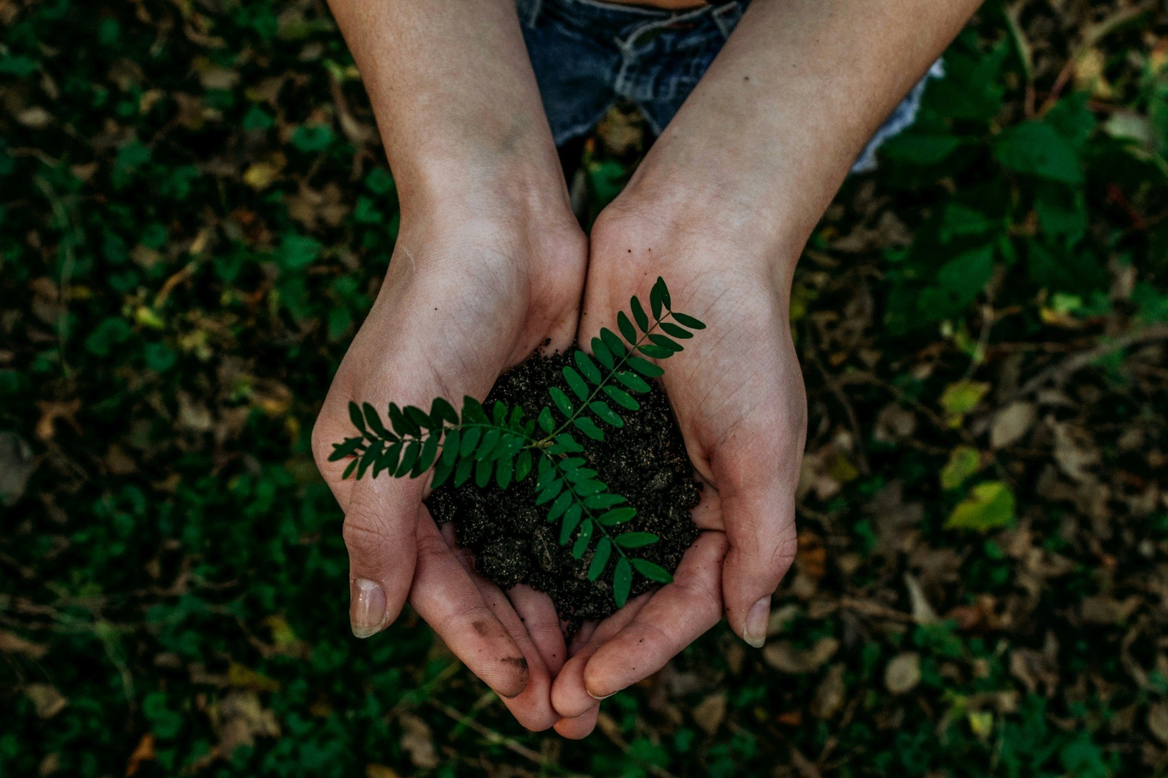 Digital sustainability Icon