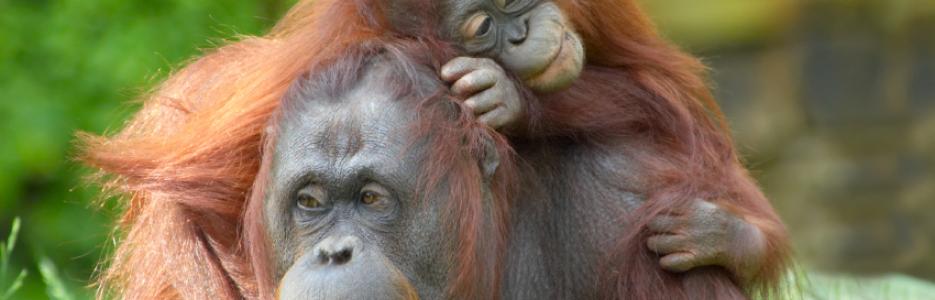 a mumm ape with baby capering about round her neck. Awwww!