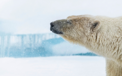 Polar bear profile, Svalbard, Arctic Norway. Photo credit: Florian Ledoux