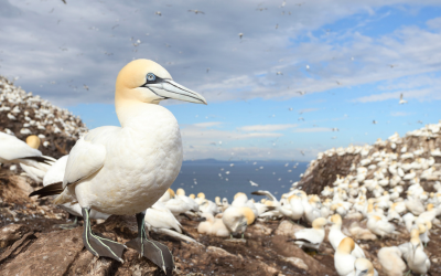 Gannets on Bass Rock ©The Big Picture I naturepl.com