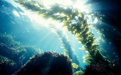 A kelp forest underwater, with rays of sunshine