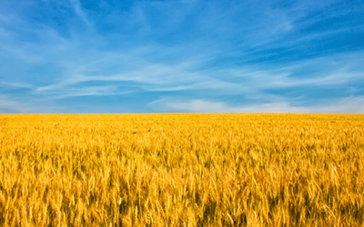 A wheat field against a blue sky that mirrors the Ukrainian flag