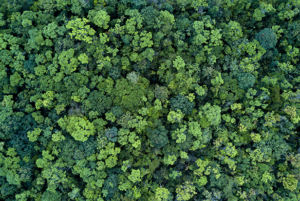 Forest and tree landscape aerial view forest ecosystem and healthy ecology environment concept