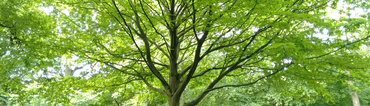 Urban trees - a large, green tree canopy