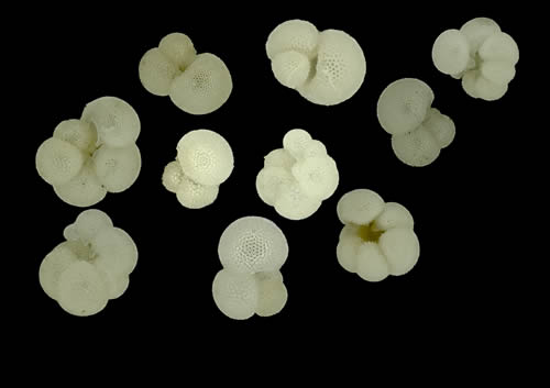 Magnified view of foraminifera, looking similar in shape to popcorn