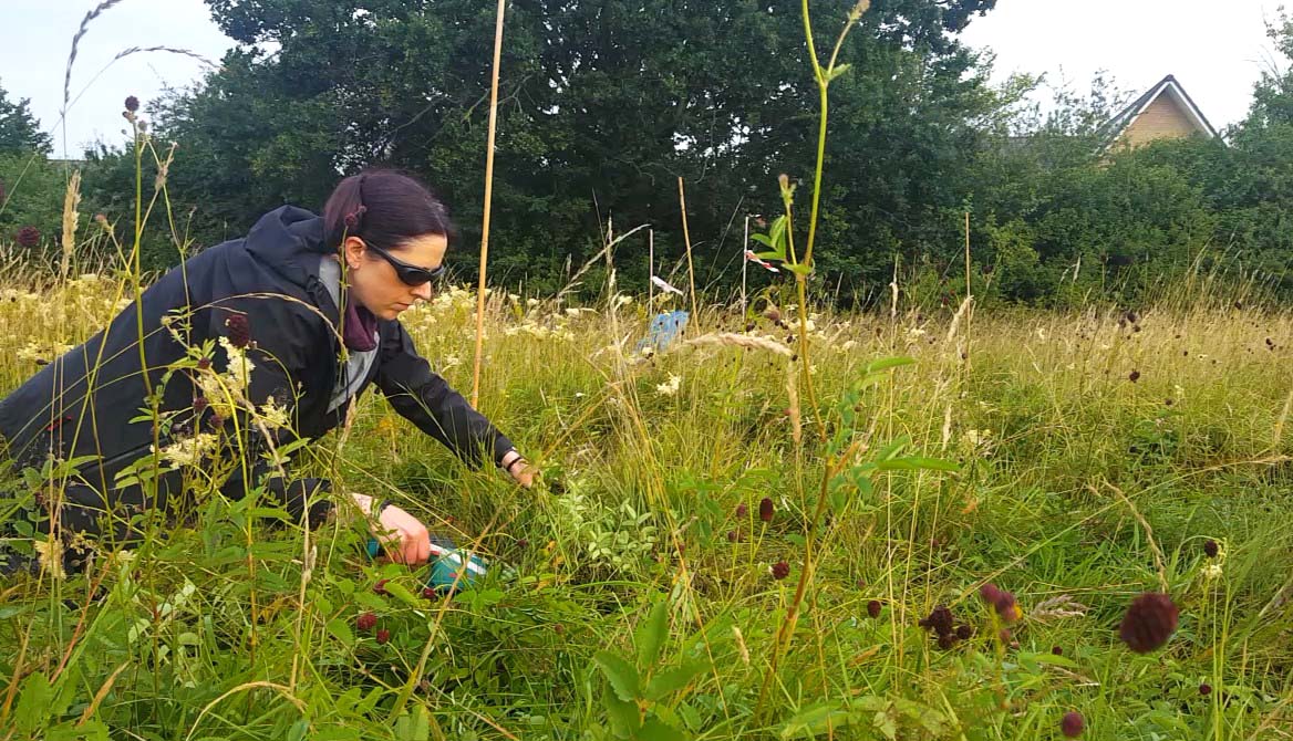 Vicky conducting research in a floodplain meadow