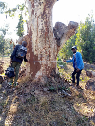 Two men taking measurements from an large, old tree