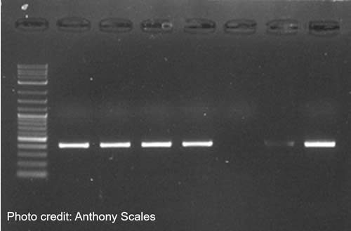 Results of a molecular biology experiment - grey horizontal bars on a black background