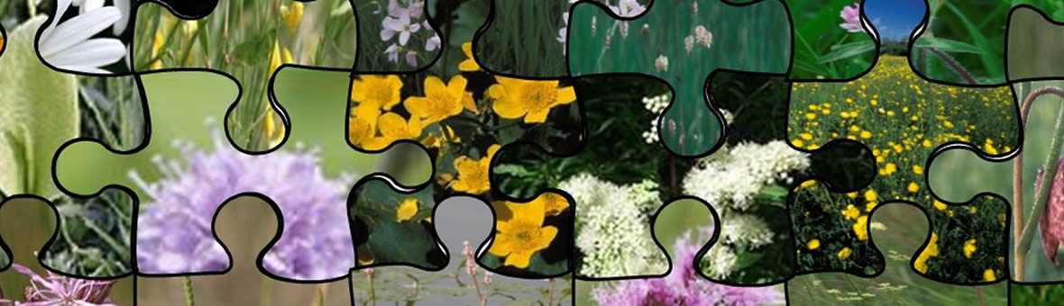 Wildlife flower photos in the shape of jigsaw puzzle pieces are fitted together