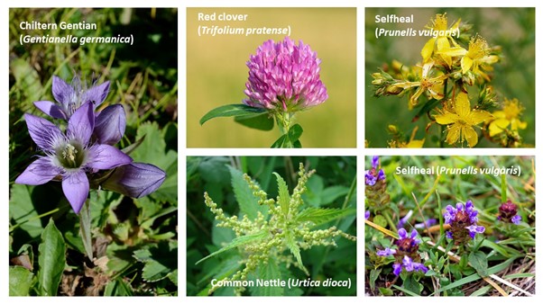 Five ‘superhero’ species commonly found in chalk meadows that provide healing power. Credit: The Wildlife Trusts.