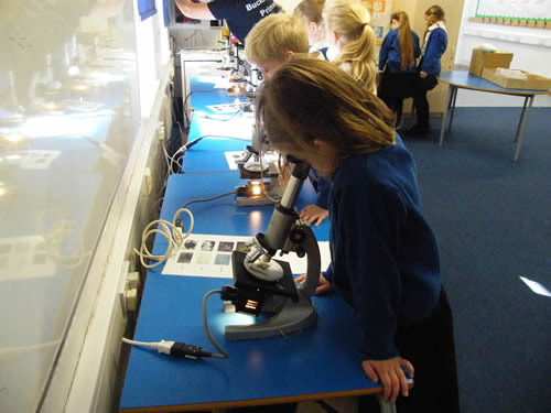 Primary school children using microscopes