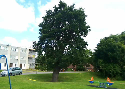 A large tree in a children's playpark, with flats in the background.