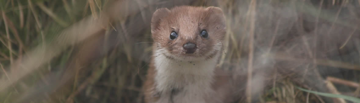 Wildlife behaviour, conservation and monitoring - ferret