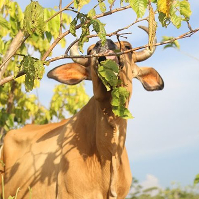 A cow eating leaves from a tree