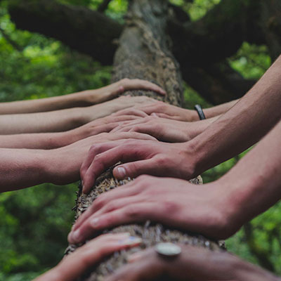 Hands laid on a tree trunk