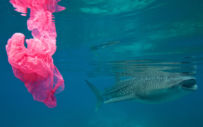 Whale shark swimming with a pink plastic bag