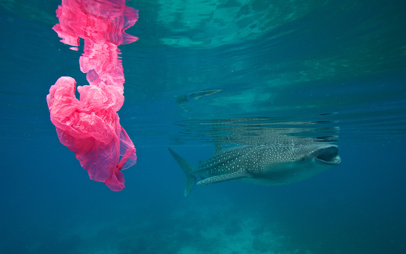 Whale shark swimming in the background with a plastic bag floating in the foreground